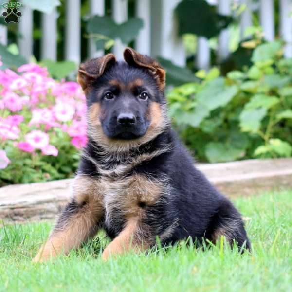 Samson, German Shepherd Puppy