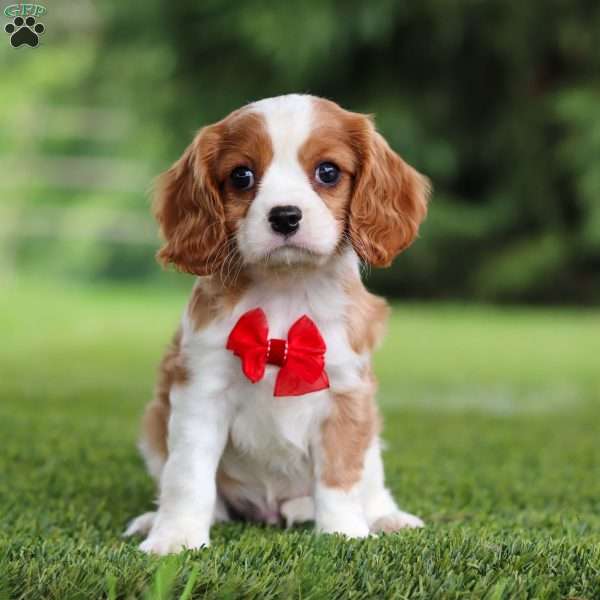 Samson, Cavalier King Charles Spaniel Puppy