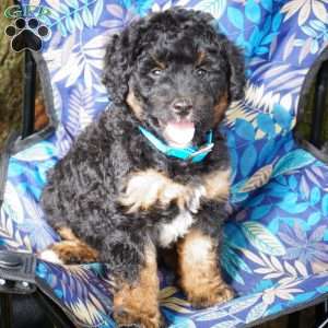 Samson, Mini Bernedoodle Puppy
