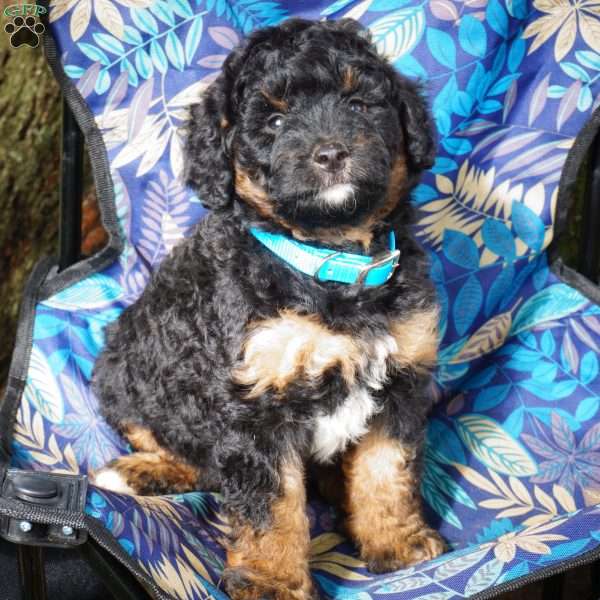 Samson, Mini Bernedoodle Puppy