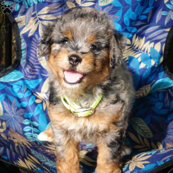 Sandra, Mini Bernedoodle Puppy