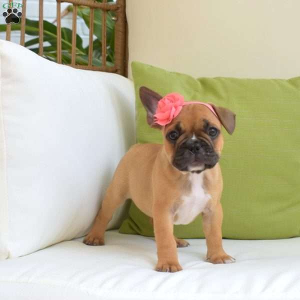 Sandy, Frenchton Puppy
