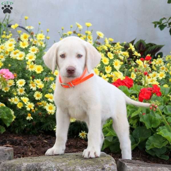 Sandy, Yellow Labrador Retriever Puppy