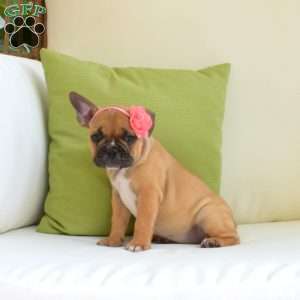 Sandy, Frenchton Puppy