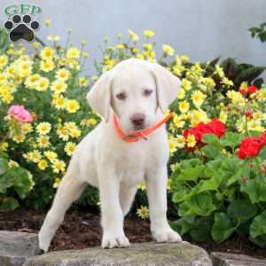 Sandy, Yellow Labrador Retriever Puppy