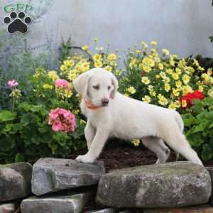Sandy, Yellow Labrador Retriever Puppy
