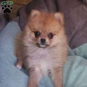 Sandy, Pomeranian Puppy
