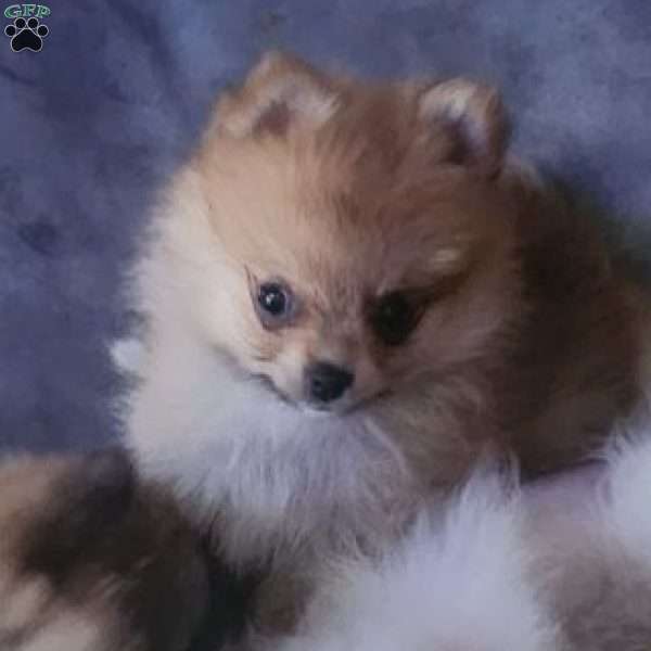 Sandy, Pomeranian Puppy
