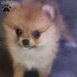 Sandy, Pomeranian Puppy