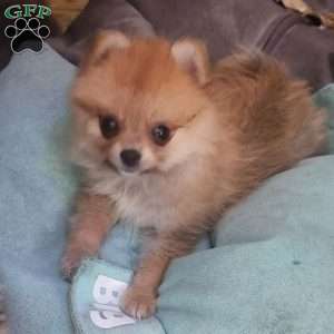 Sandy, Pomeranian Puppy