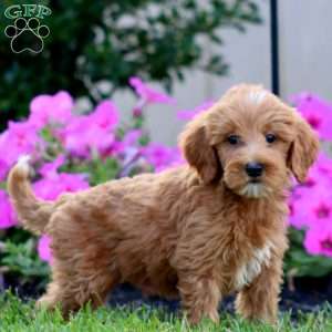 Sara, Goldendoodle Puppy