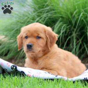 Sarah, Golden Retriever Puppy