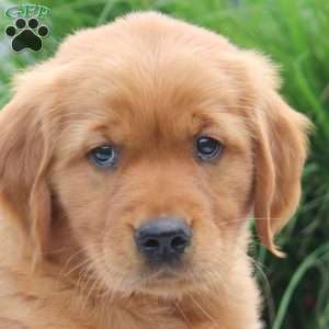 Sarah, Golden Retriever Puppy