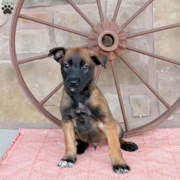 Sarge, Belgian Malinois Puppy