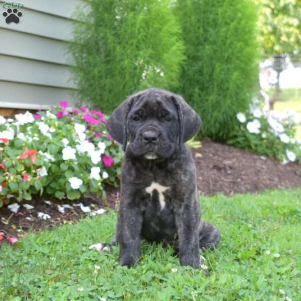 Sarge, Cane Corso Puppy