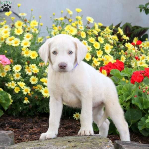 Sarge, Yellow Labrador Retriever Puppy