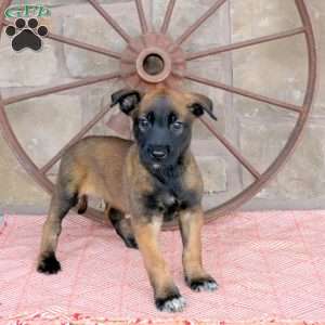 Sarge, Belgian Malinois Puppy