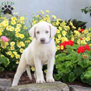 Sarge, Yellow Labrador Retriever Puppy