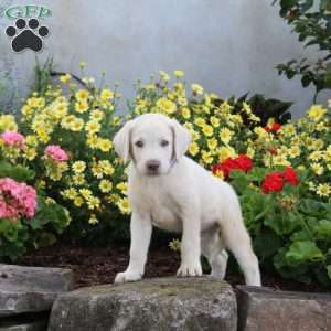 Sarge, Yellow Labrador Retriever Puppy