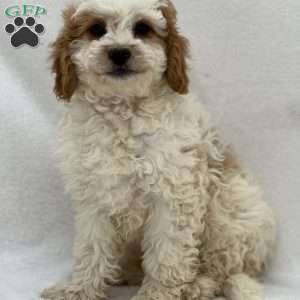 Sarge, Mini Goldendoodle Puppy