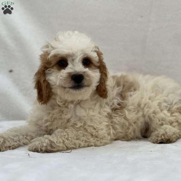 Sarge, Mini Goldendoodle Puppy