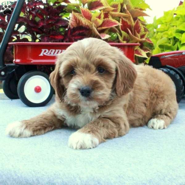 Sasha, Cockapoo Puppy