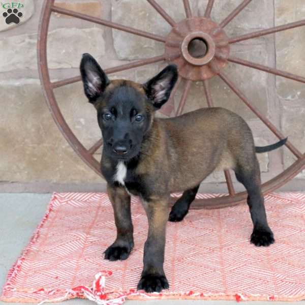 Sasha, Belgian Malinois Puppy