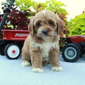Sasha, Cockapoo Puppy