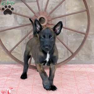 Sasha, Belgian Malinois Puppy
