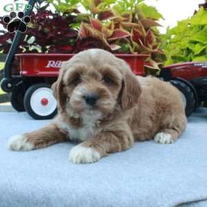 Sasha, Cockapoo Puppy