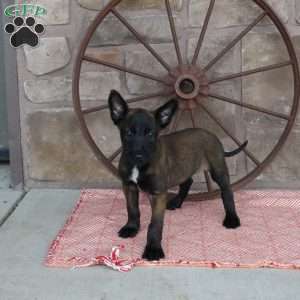 Sasha, Belgian Malinois Puppy