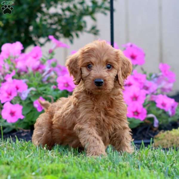 Sasha, Goldendoodle Puppy