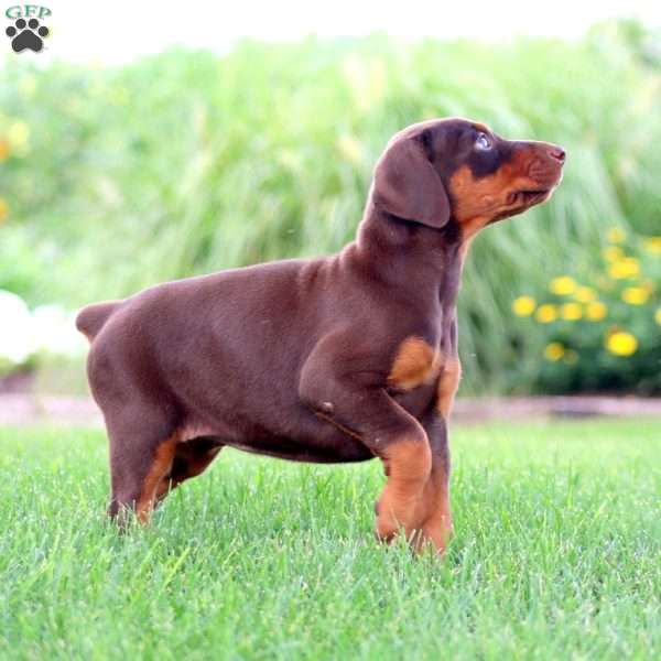 Sasha, Doberman Pinscher Puppy