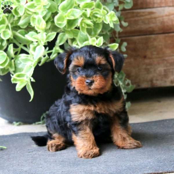 Sasha, Yorkie Mix Puppy