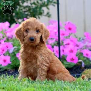 Sasha, Goldendoodle Puppy