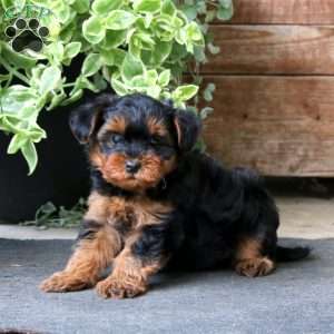 Sasha, Yorkie Mix Puppy