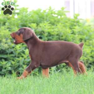 Sasha, Doberman Pinscher Puppy
