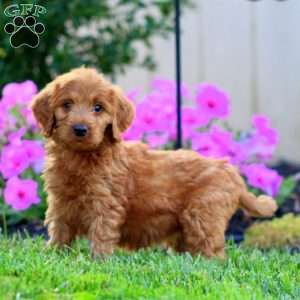 Sasha, Goldendoodle Puppy