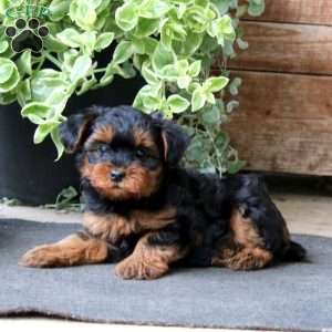 Sasha, Yorkie Mix Puppy