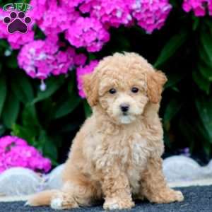 Sasha, Bich-Poo Puppy