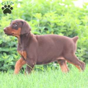 Sasha, Doberman Pinscher Puppy