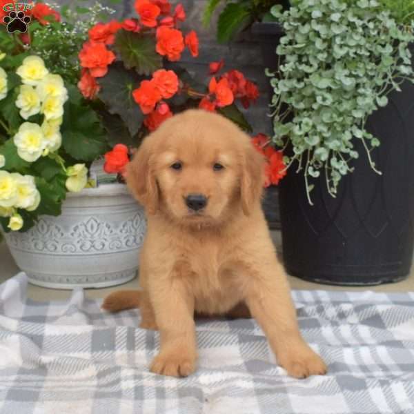 Sassy, Golden Retriever Puppy