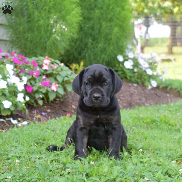 Sassy, Cane Corso Puppy