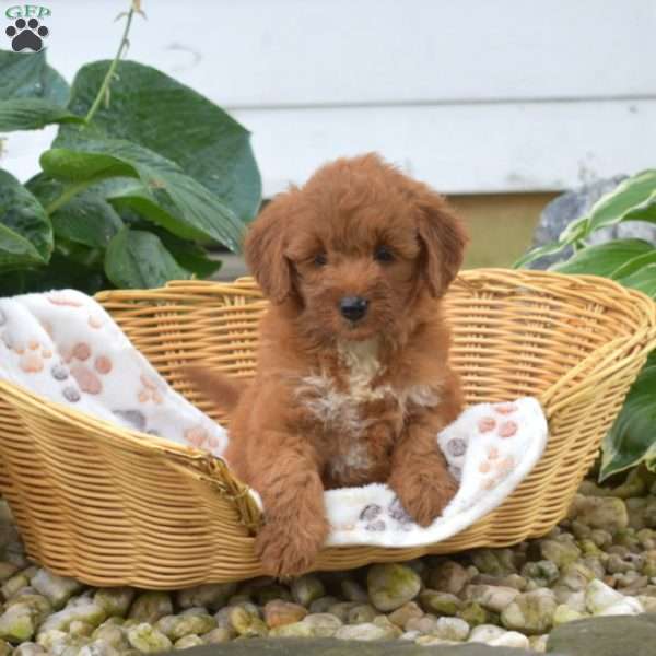 Sassy, Mini Goldendoodle Puppy