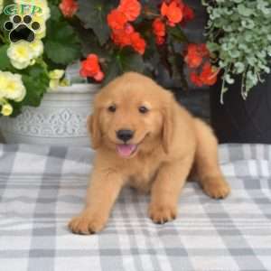 Sassy, Golden Retriever Puppy