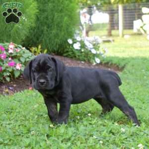 Sassy, Cane Corso Puppy