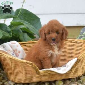 Sassy, Mini Goldendoodle Puppy