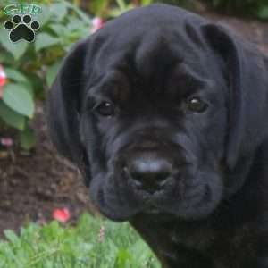Sassy, Cane Corso Puppy