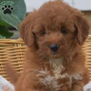 Sassy, Mini Goldendoodle Puppy