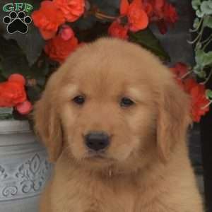 Sassy, Golden Retriever Puppy